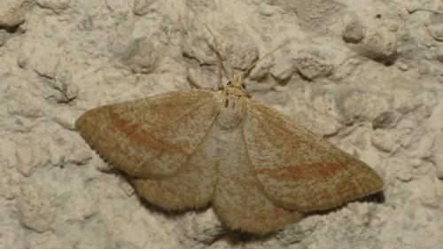 Réf. 329 549 : Aplasta ononaria